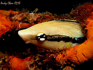 Staring at Me
Canon G9 + Nikonos SB 105 + Inon UCL 165 l... by Andy Chan 